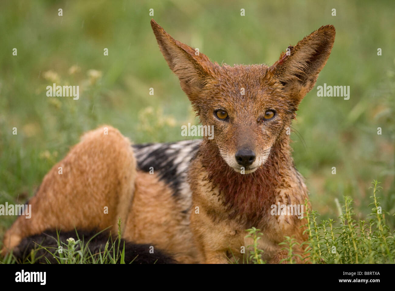 Afrique du Sud Parc transfrontalier de Kgalagadi Chacal Canis mesomelas adossés noir couvert de sang à partir de l'alimentation pendant la tempête de pluie Banque D'Images