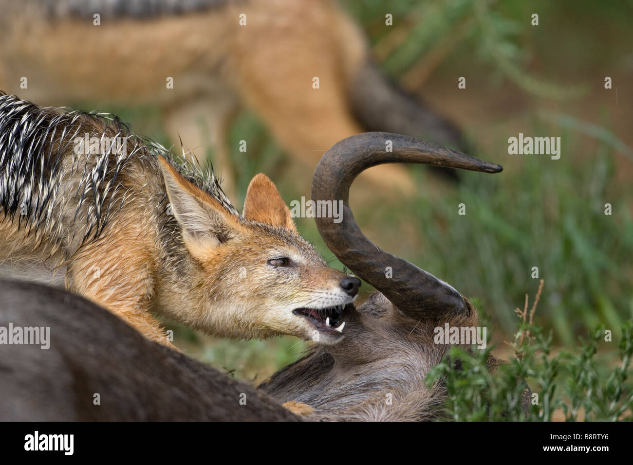 Afrique du Sud Parc transfrontalier de Kgalagadi Chacal Canis mesomelas adossés noir se nourrissant de carcasses de gnous morts Banque D'Images