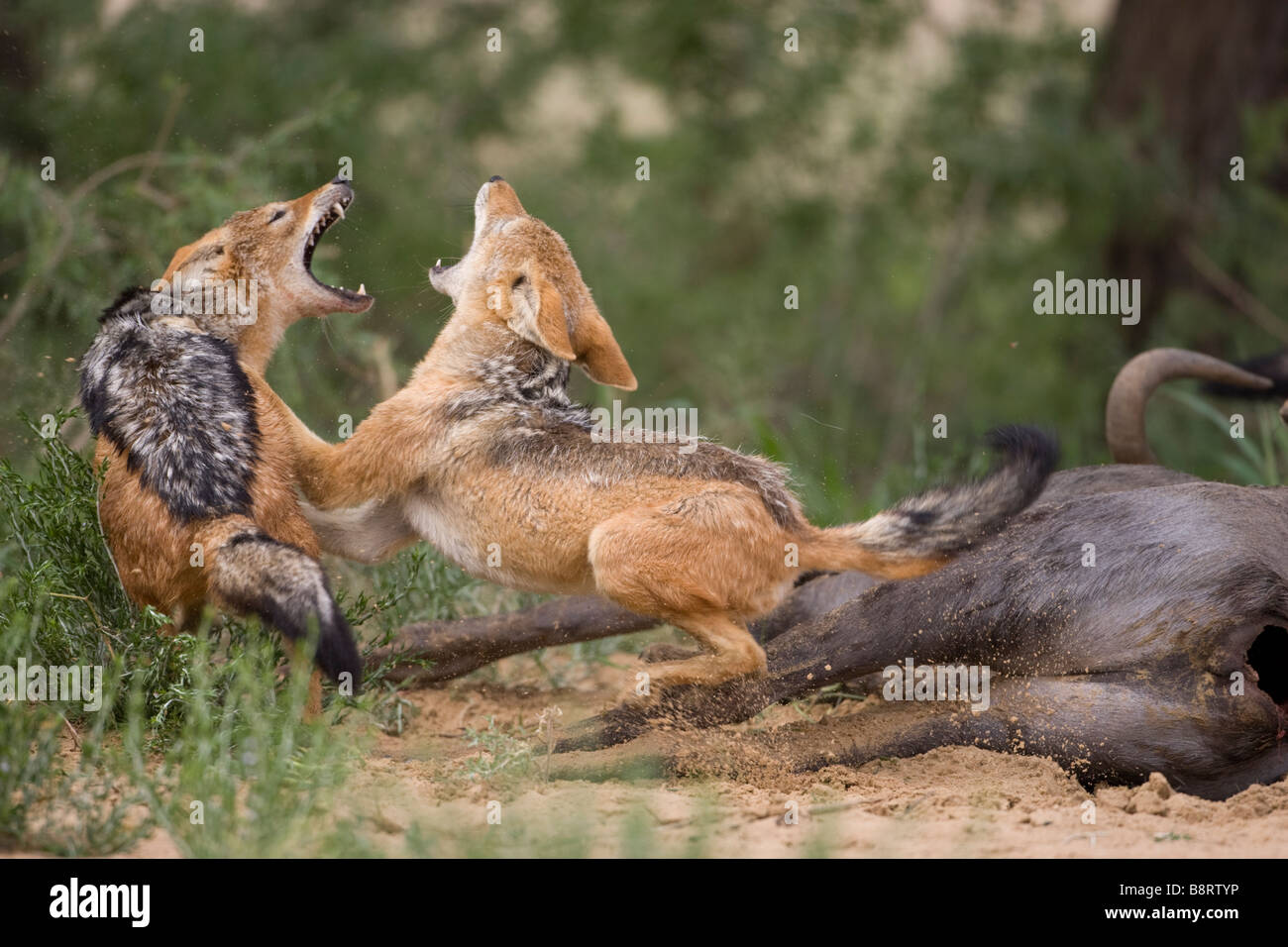 Afrique du Sud Parc transfrontalier de Kgalagadi chacals Canis mesomelas noir soutenu des combats dans le désert du Kalahari Banque D'Images