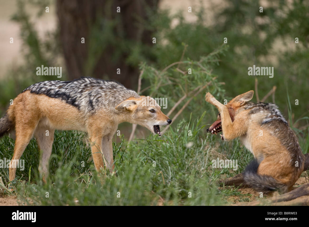 Afrique du Sud Parc transfrontalier de Kgalagadi chacals Canis mesomelas noir soutenu des combats dans le désert du Kalahari Banque D'Images