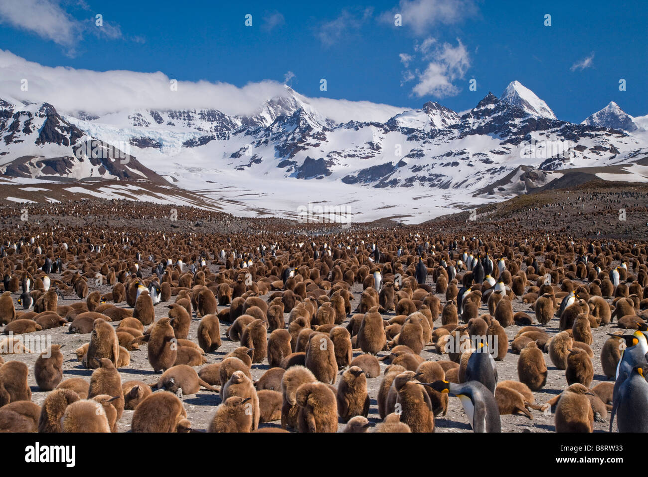 St Andrews Bay, South Georgia Island, Royaume-Uni - King Penguin Chicks Banque D'Images