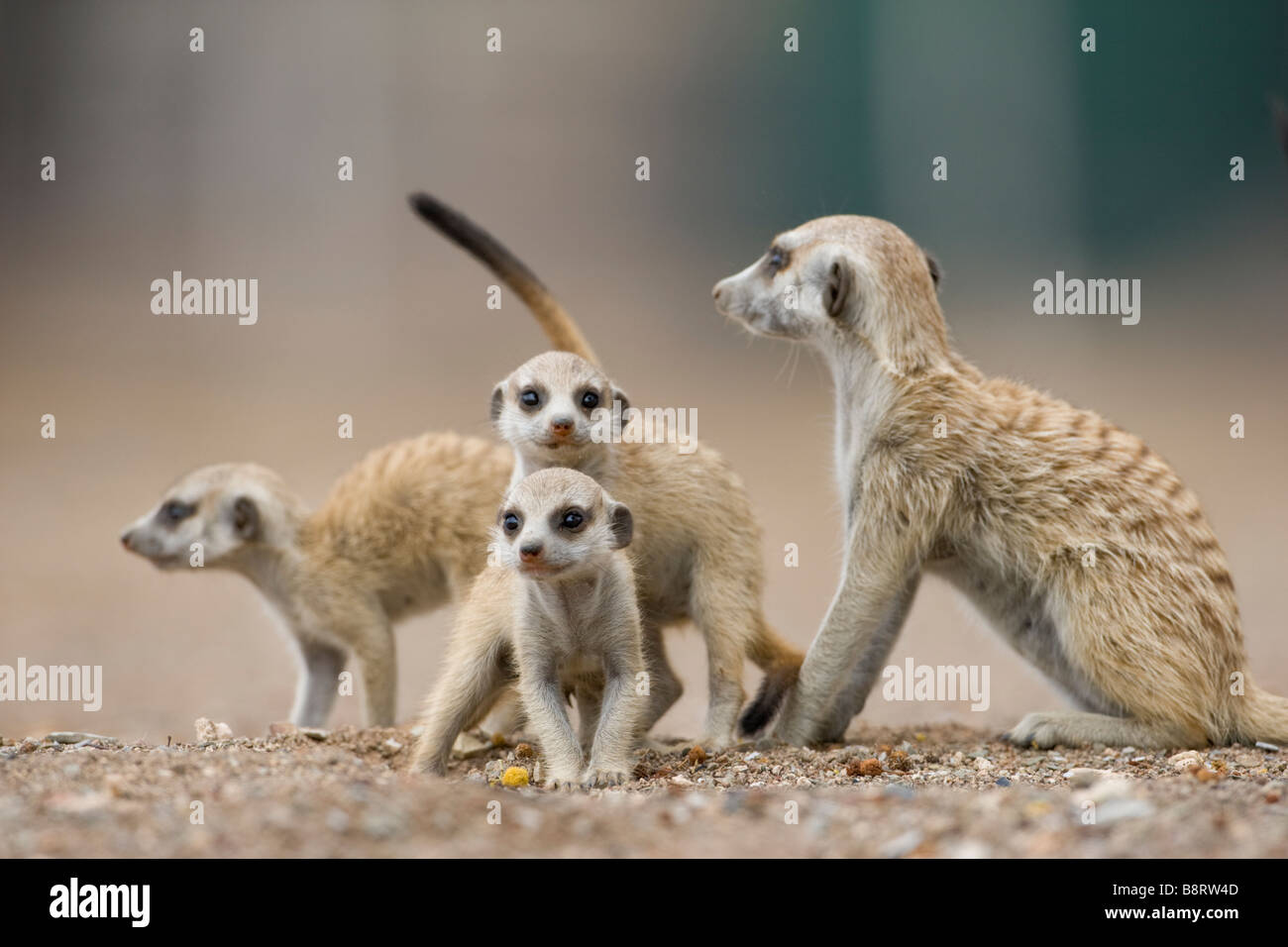 La Namibie Afrique Keetmanshoop petits suricates Suricata suricatta exploration avec des profils à l'extérieur de s'enfouir dans le désert de Namib Banque D'Images