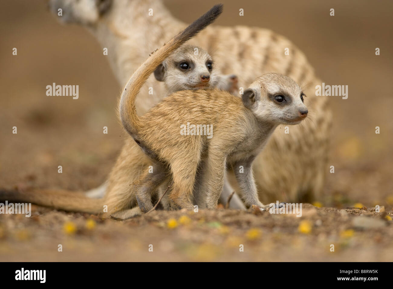 La Namibie Afrique Keetmanshoop Meerkat adultes se recroqueville avec petits suricatta Suricate tout en vous reposant à l'extérieur de s'enfouir dans le désert de Namib Banque D'Images