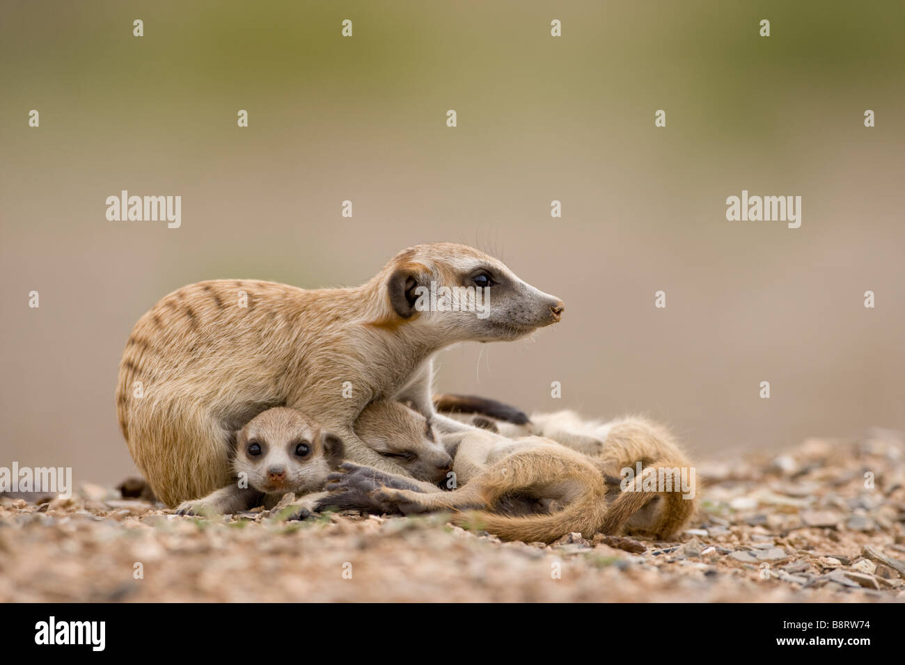 La Namibie Afrique Keetmanshoop Meerkat adultes se recroqueville avec petits suricatta Suricate tout en vous reposant à l'extérieur de s'enfouir dans le désert de Namib Banque D'Images