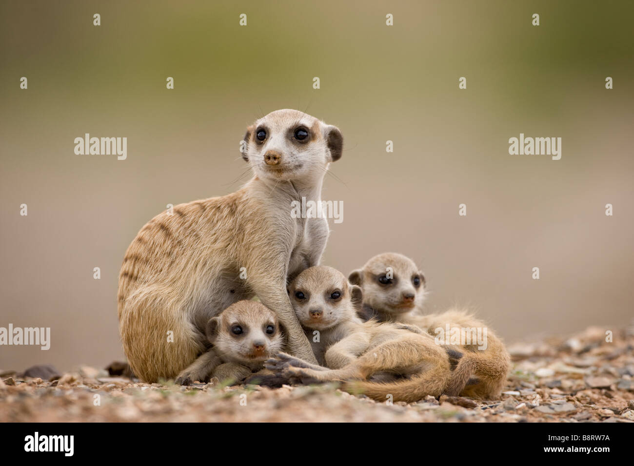 La Namibie l'Afrique avec des petits suricates adultes Keetmanshoop suricatta Suricate reposant à l'extérieur de s'enfouir dans le désert de Namib Banque D'Images