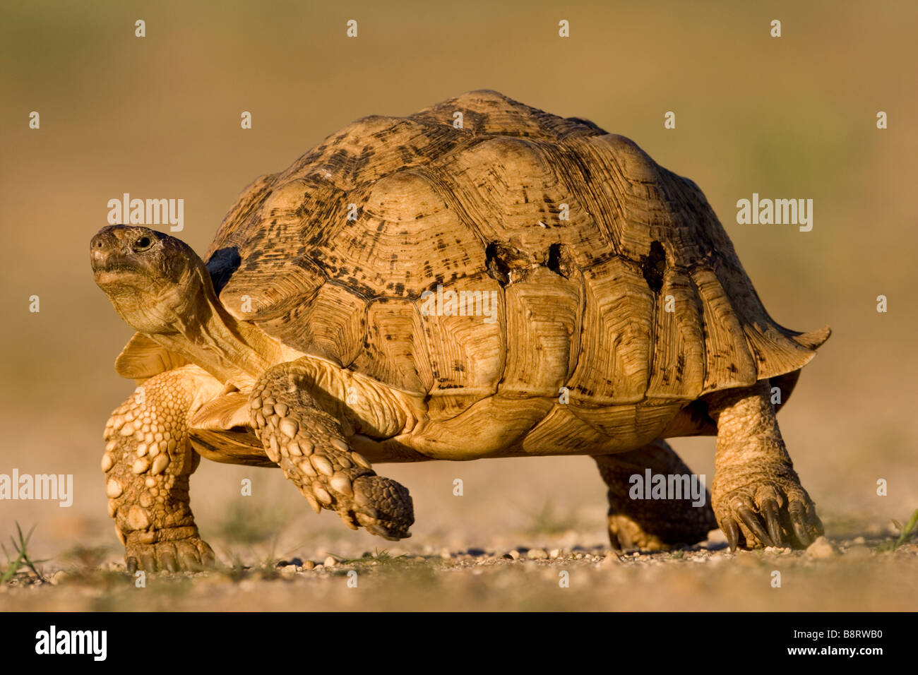L'Afrique du Kgalagadi Transfrontier Park Leopard Tortoise Geochelone pardalis la marche dans le désert du Kalahari, au coucher du soleil Banque D'Images