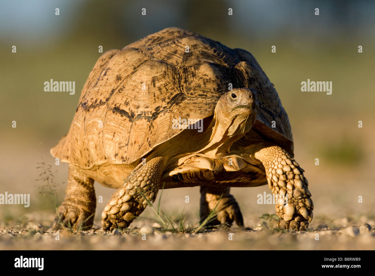 L'Afrique du Kgalagadi Transfrontier Park Leopard Tortoise Geochelone pardalis la marche dans le désert du Kalahari, au coucher du soleil Banque D'Images