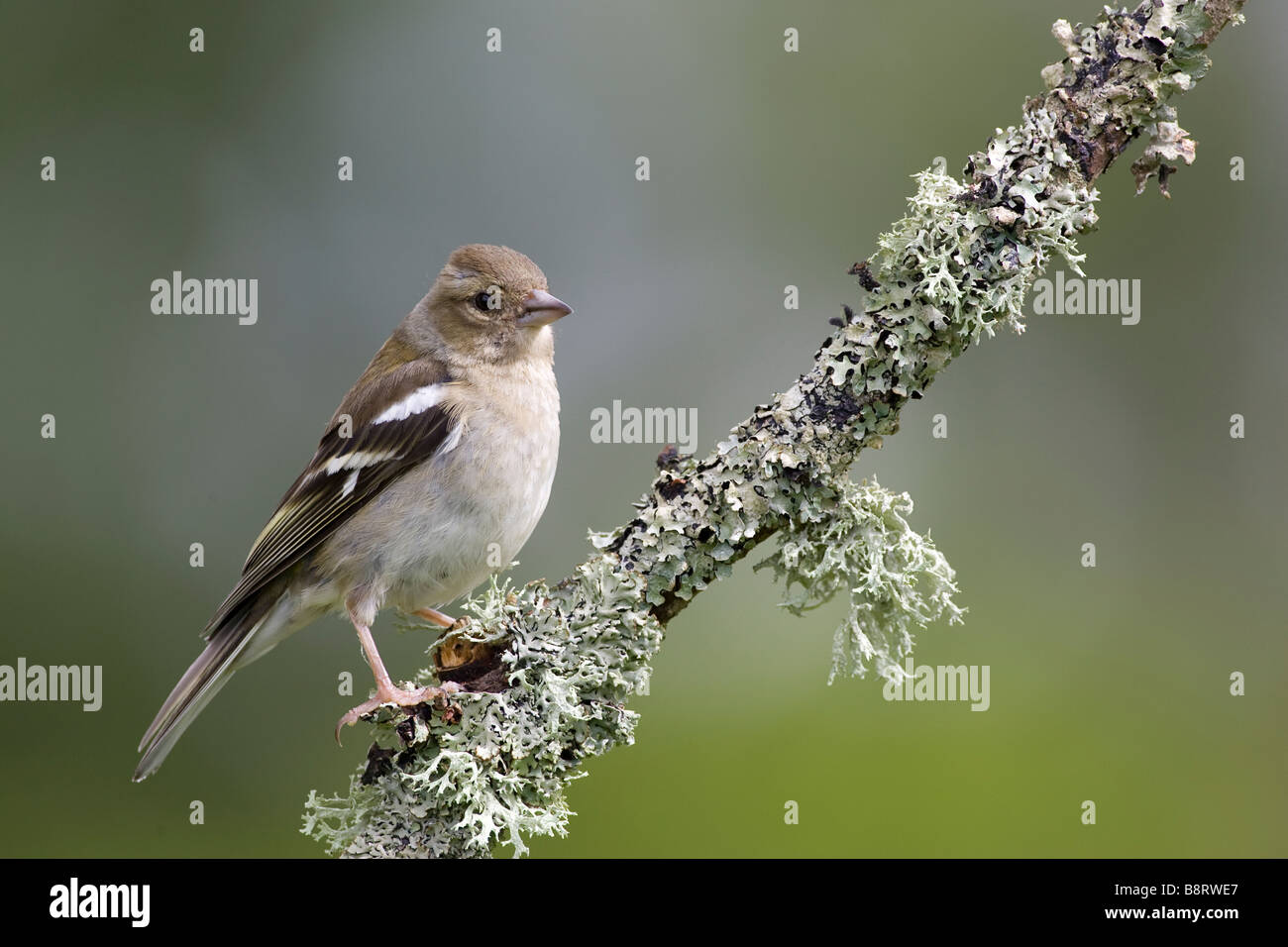 Chaffinch femelle Banque D'Images