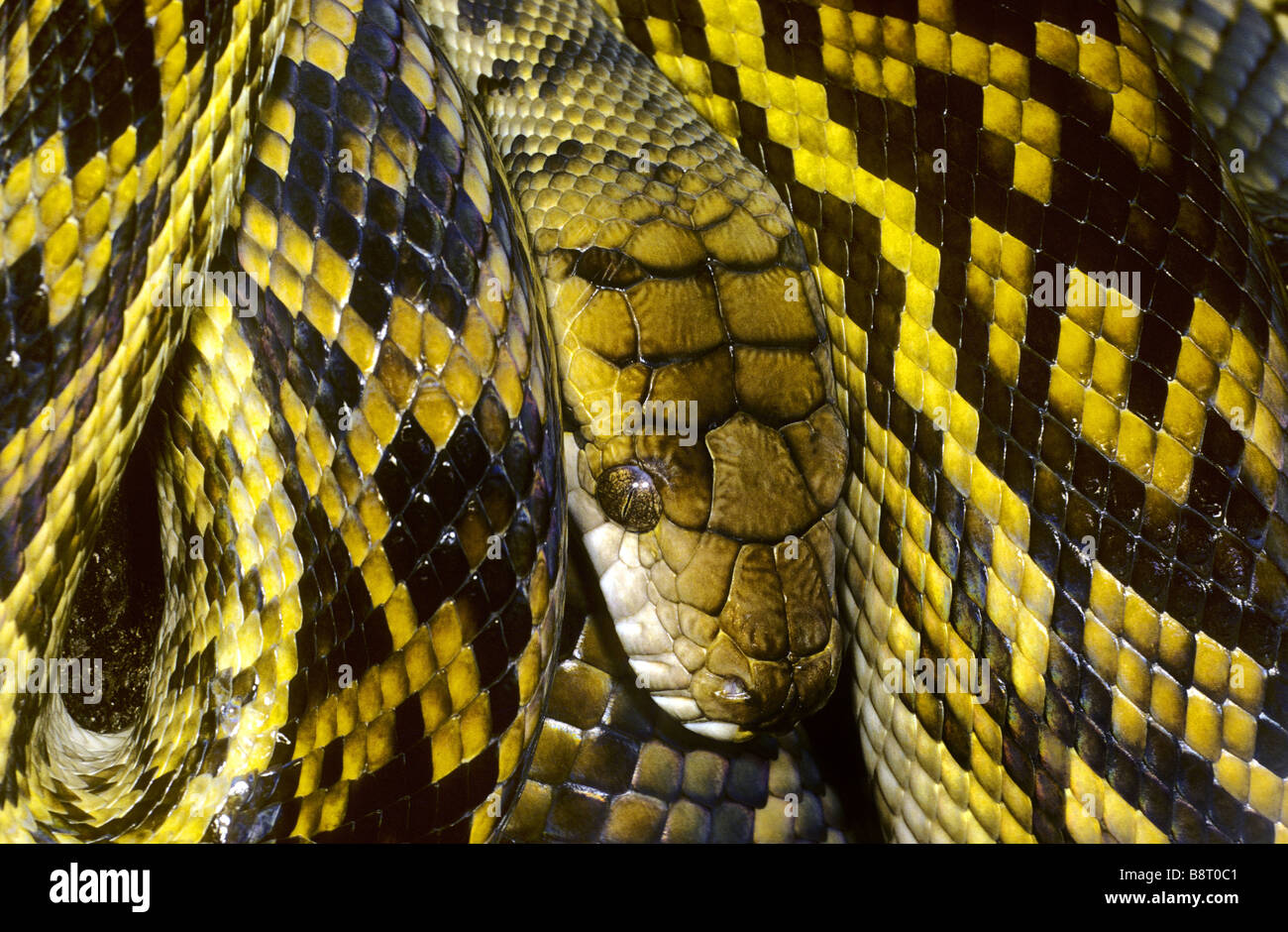 Amethystine python, python scrub (amethistimus amethistima Liasis, Morelia), portrait, Australie Banque D'Images