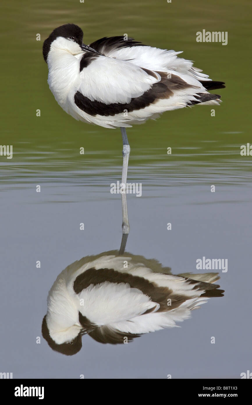 Avocette élégante (Recurvirostra avosetta), debout dans l'eau peu profonde, la mise en miroir, Pays-Bas, Texel Banque D'Images