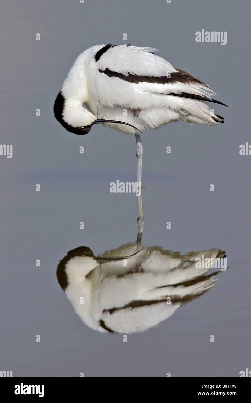 Avocette élégante (Recurvirostra avosetta), debout dans l'eau peu profonde, la mise en miroir, Pays-Bas, Texel Banque D'Images