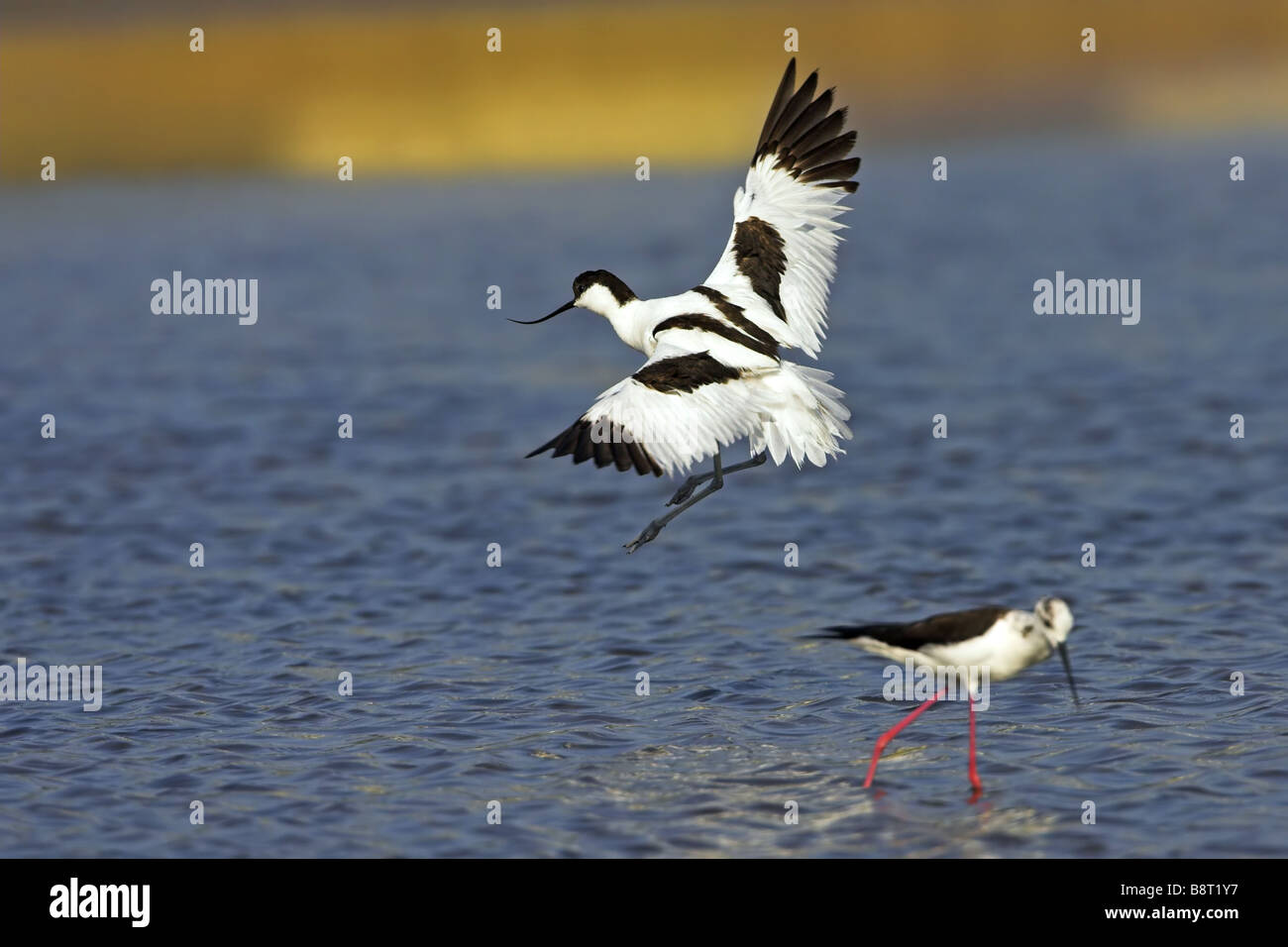 Avocette élégante (Recurvirostra avosetta), l'approche pour un atterrissage, Pays-Bas, Texel Banque D'Images