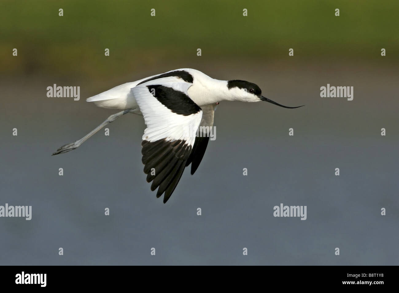 Avocette élégante (Recurvirostra avosetta), voler, Pays-Bas, Texel Banque D'Images