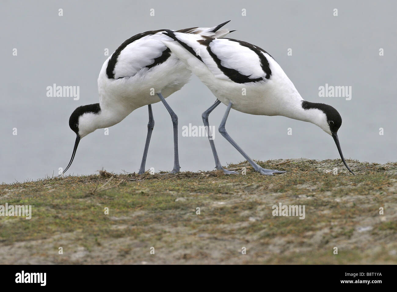Avocette élégante (Recurvirostra avosetta), à la recherche de nourriture, Pays-Bas, Texel Banque D'Images