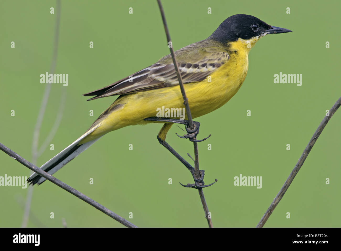 Bergeronnette printanière-noir (Motacilla flava feldegg, Motacilla feldegg), assis sur des rameaux, Bulgarie Banque D'Images