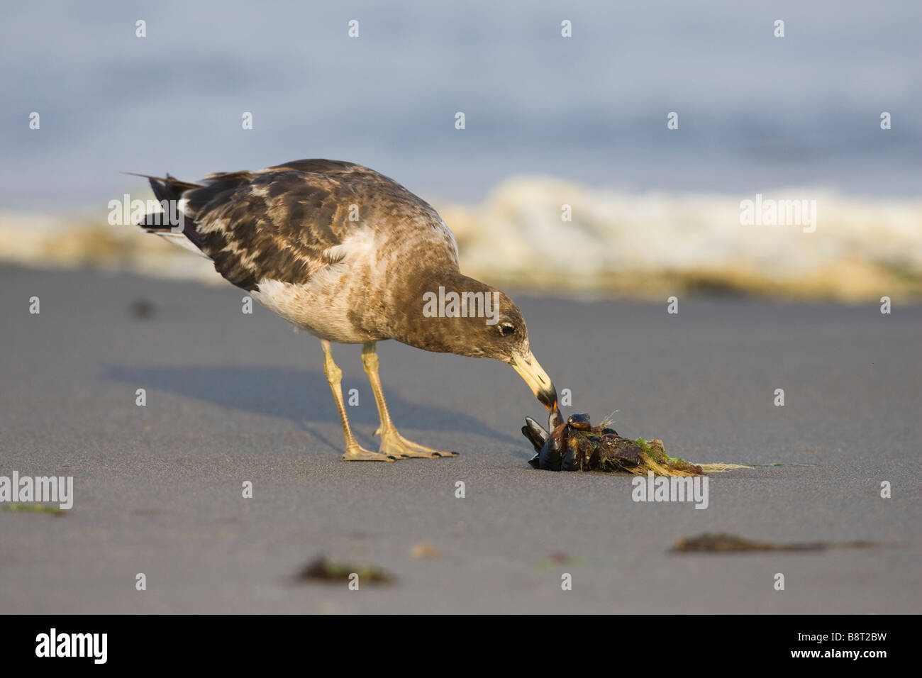 1Band-tailed Gull (Larus belcheri) sur une plage qui se nourrissent de moules Banque D'Images
