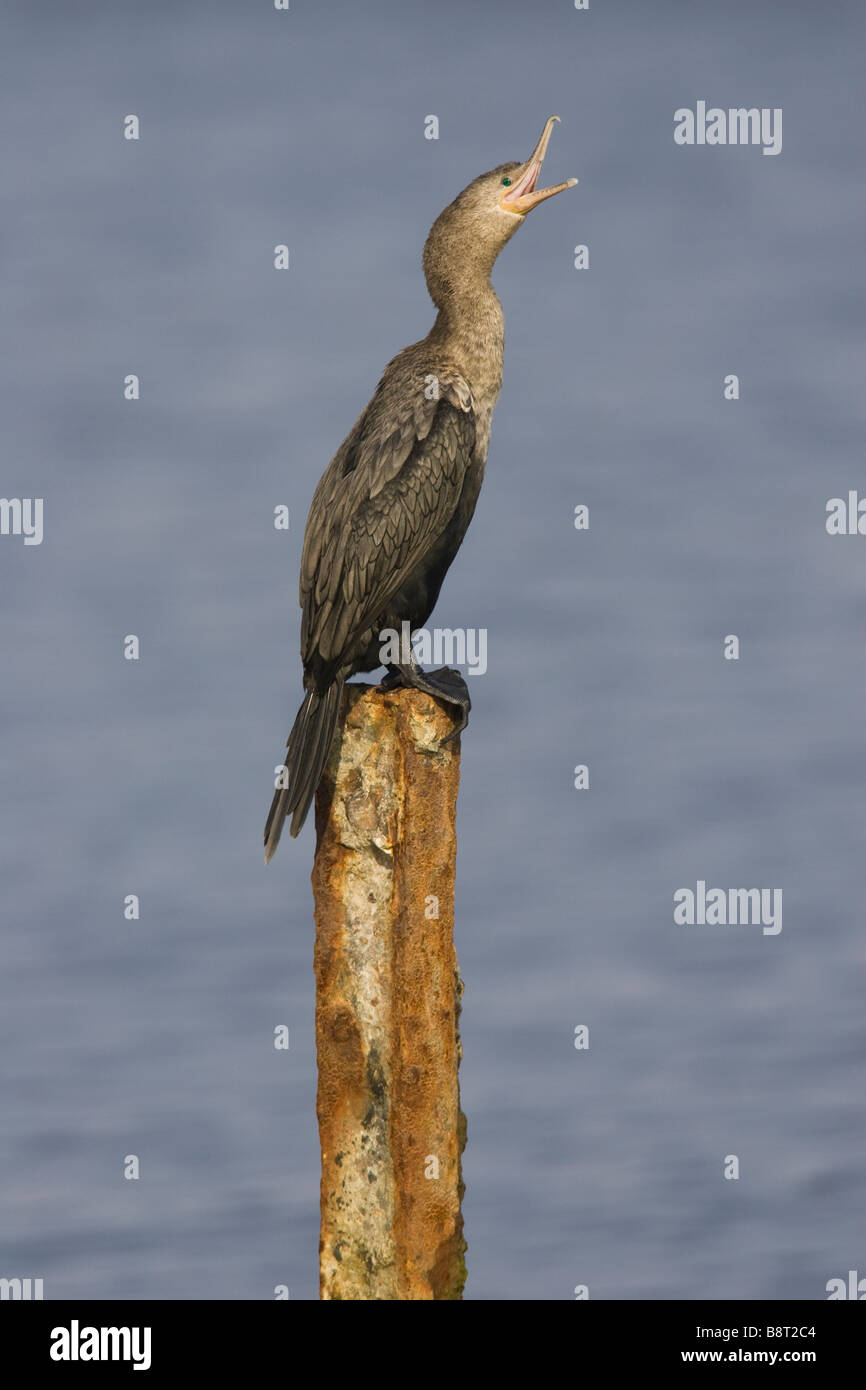 Immatures béant Cormoran (Phalacrocorax brasilianus) perché sur pilotis Banque D'Images