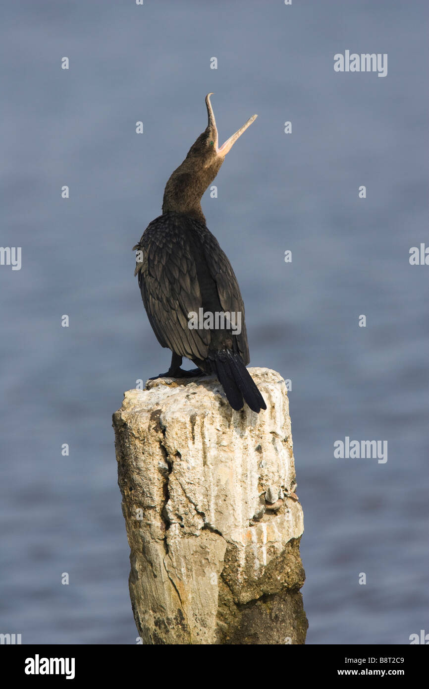 Adultes béant Cormoran (Phalacrocorax brasilianus) perché sur pilotis Banque D'Images