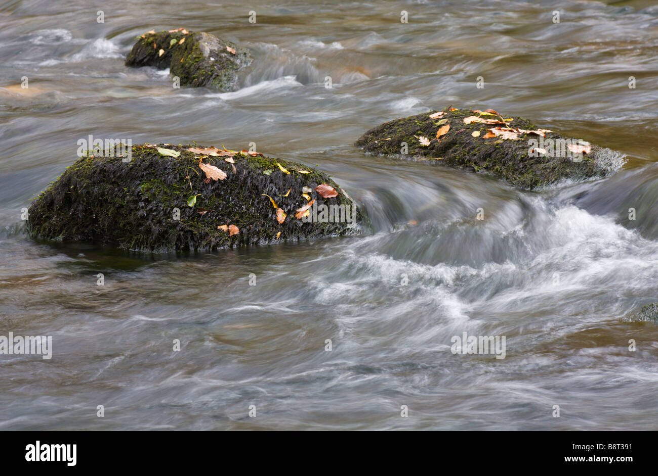 Rivière avec des rochers recouverts de feuilles d'automne et de l'eau en mouvement Banque D'Images