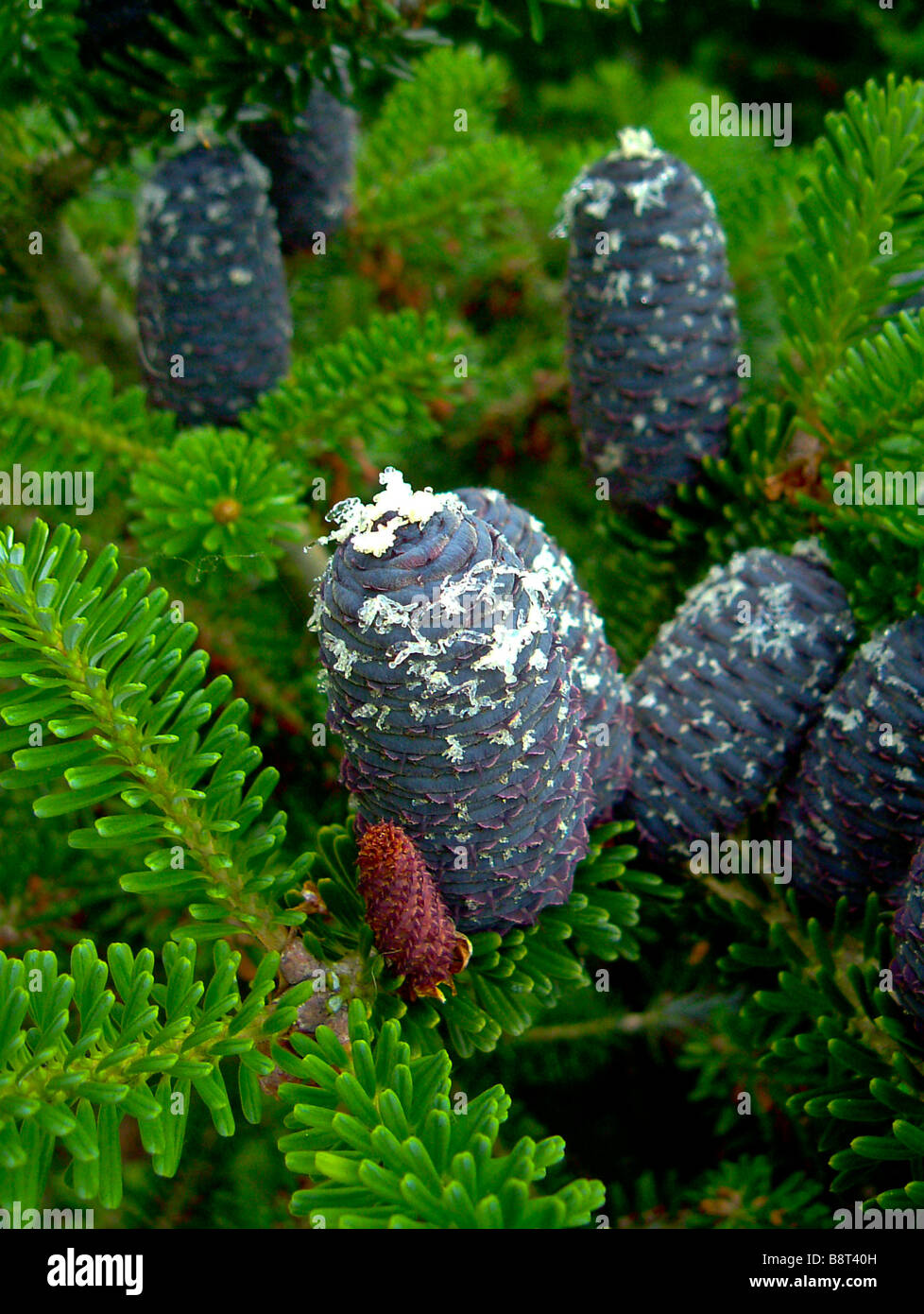 Sapin de Corée Banque D'Images