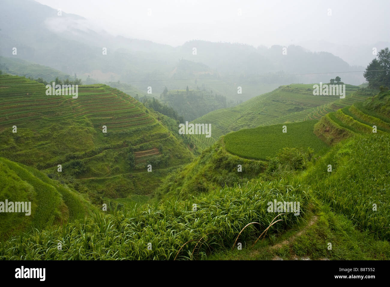 Terrasses de riz de Longsheng, dans la province de Guangxi, Chine. Banque D'Images