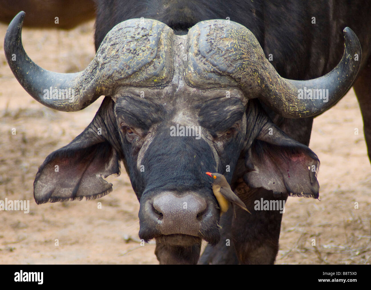 L'Afrique ou Buffle (Syncerus caffer) avec Redbilled Oxpecker (Buphagus erythrorhynchus) Parc National Kruger en Afrique du Sud Banque D'Images
