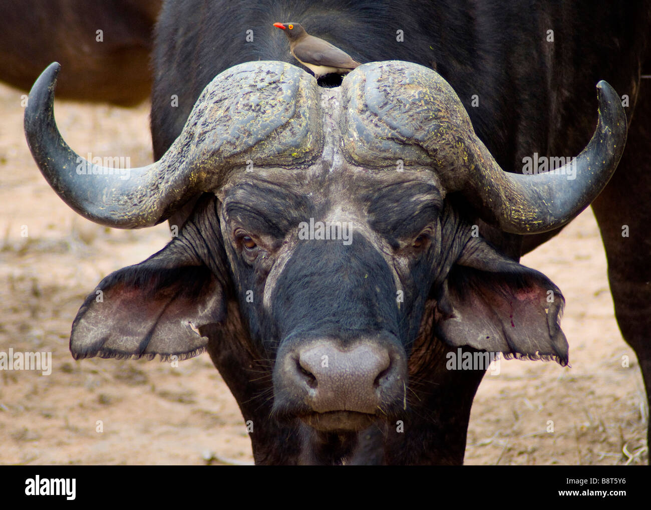 L'Afrique ou Buffle (Syncerus caffer) avec Redbilled Oxpecker (Buphagus erythrorhynchus) Parc National Kruger en Afrique du Sud Banque D'Images