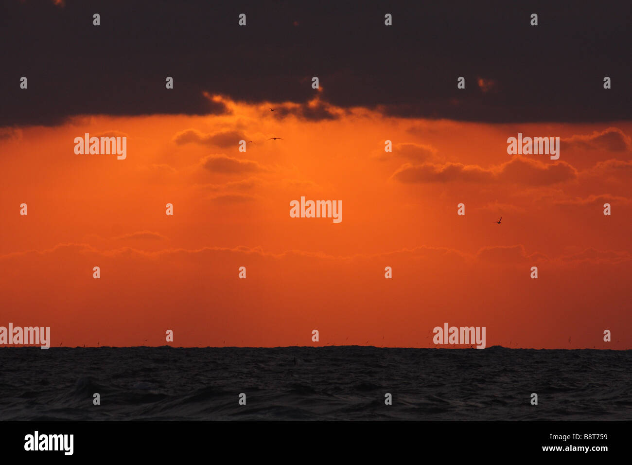 Le lever du soleil sur la mer avec les oiseaux de mer Banque D'Images