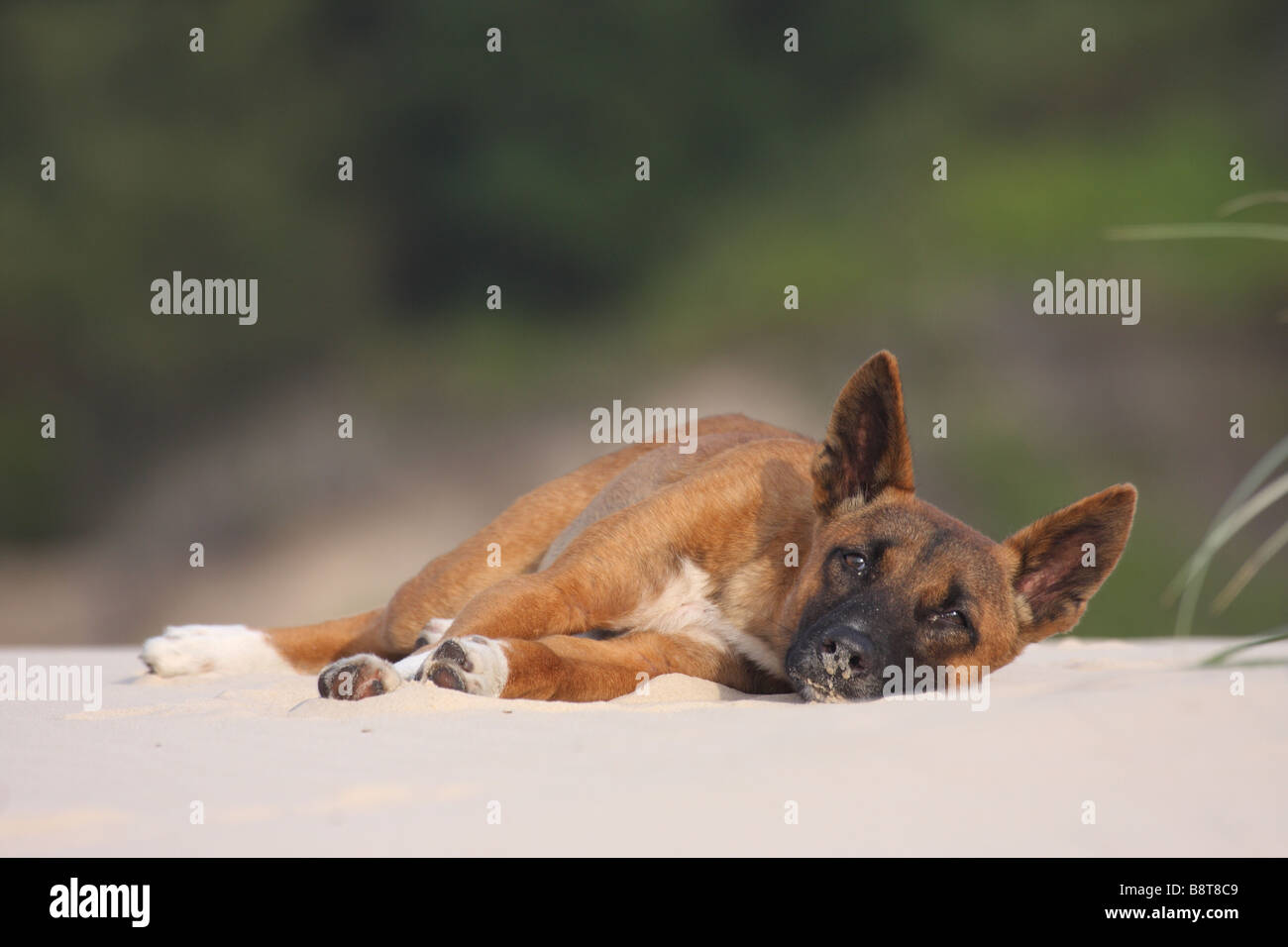 Dingo pur portant sur une dune de sable Banque D'Images