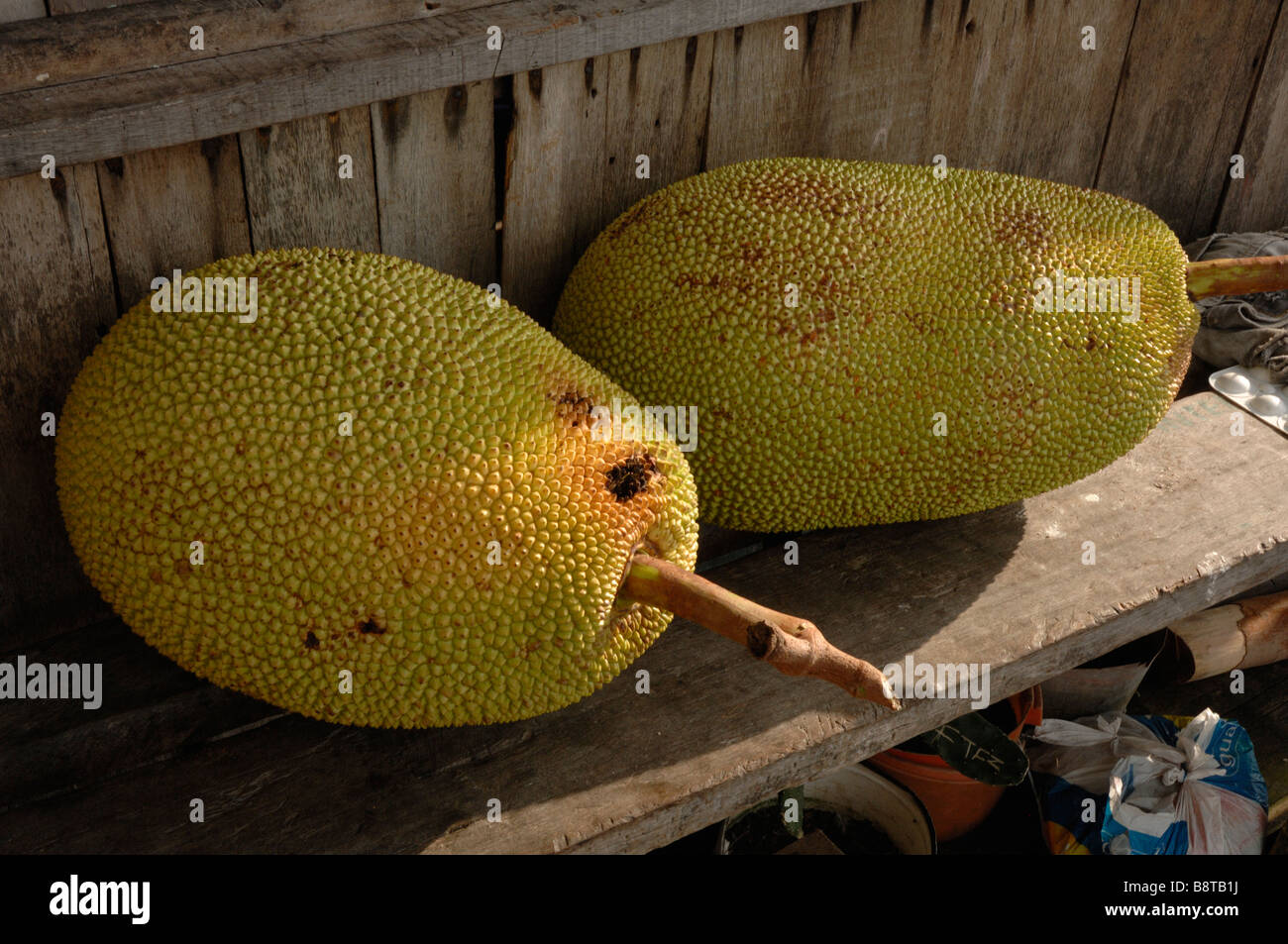 L'arbre à pain Artocarpus altilis Pulau Bodgaya Semporna Sabah Malaisie ...