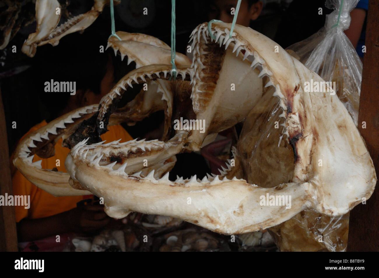 Mâchoires de requin séchées à vendre à Sabah Malaisie Bornéo Semporna marché sud-est asiatique Banque D'Images