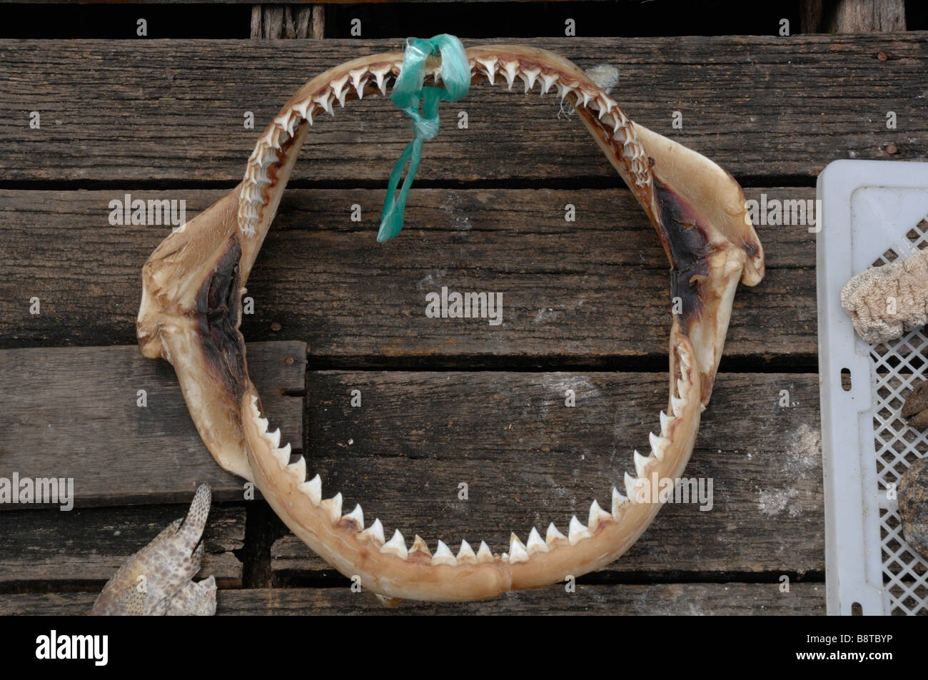 Mâchoires de requin séchées à vendre à Sabah Malaisie Bornéo Semporna marché sud-est asiatique Banque D'Images