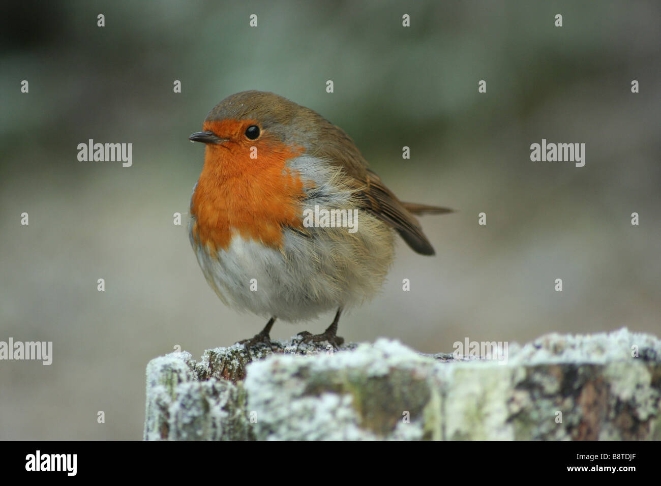 Robin à poitrine rouge, oiseau, Nature, faune, poteau de clôture weathered, hiver, gel, Ecosse, Noël, tamis Banque D'Images