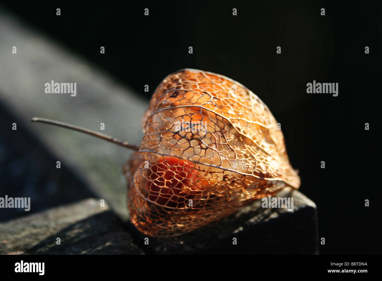 Lanterne chinoise Physalis alkekengi squelettisation de semences. Banque D'Images