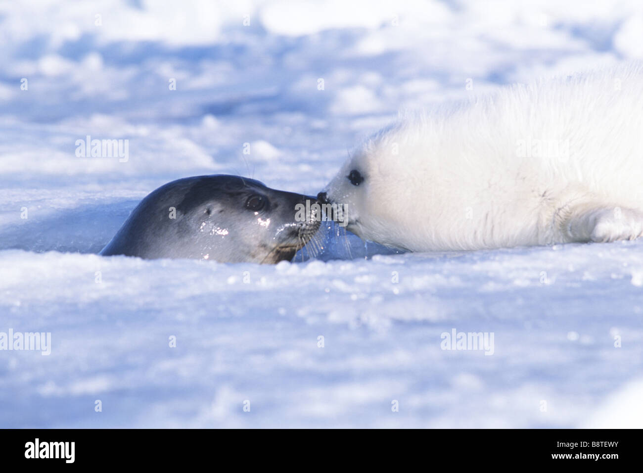 Phoque du Groenland (Phoca groenlandica, Pagophilus groenlandicus), pup avec mère, Canada, Québec, Iles-de-la-Madeleine Banque D'Images