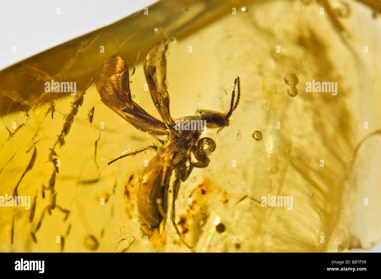 Ant à ailes préhistoriques conservés dans l'ambre baltique lituanienne Banque D'Images