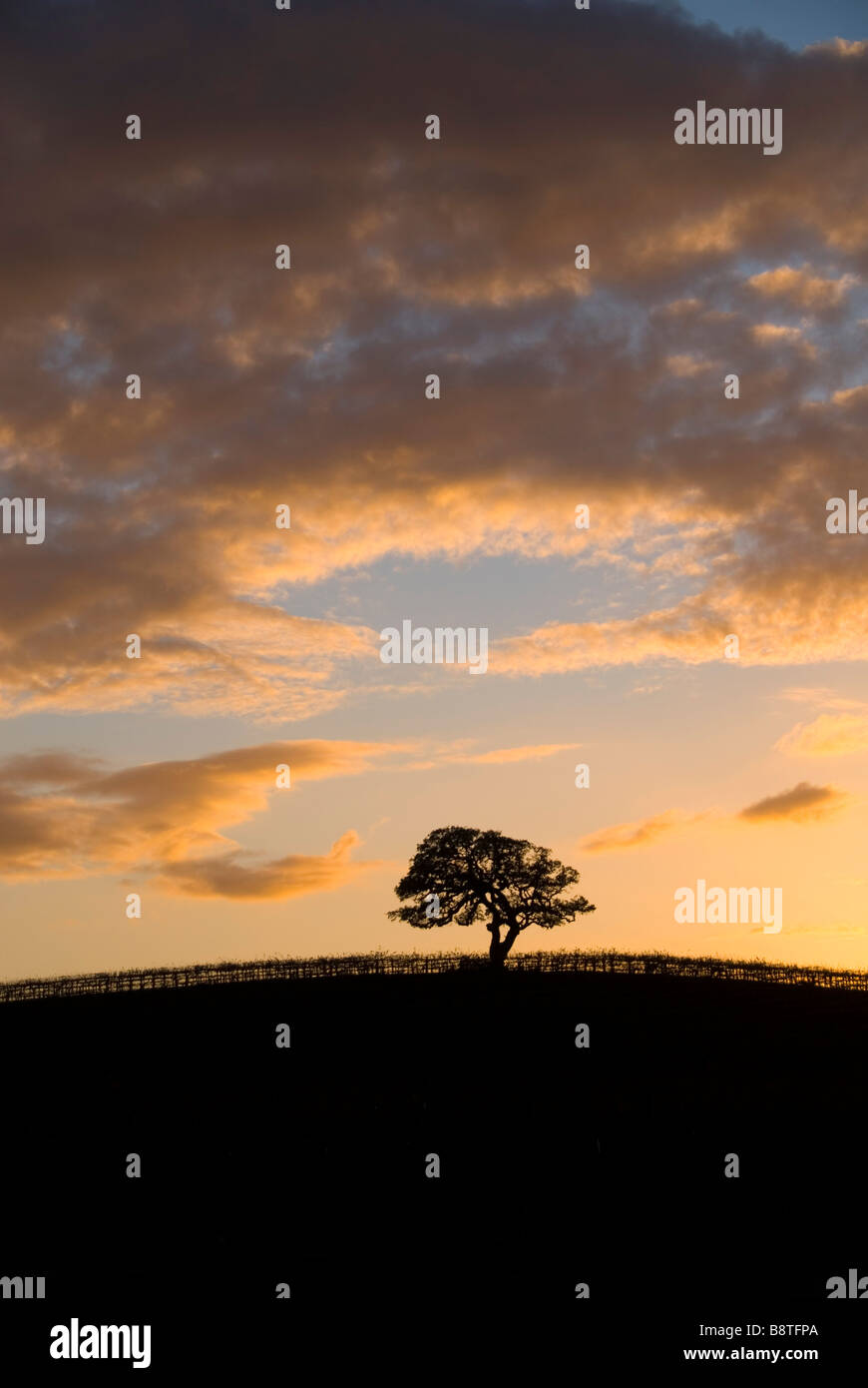 Le dirigeant d'une silhouette d'arbre de chêne se trouve un haut d'une colline dans un vignoble en Californie près de coucher du soleil. Banque D'Images