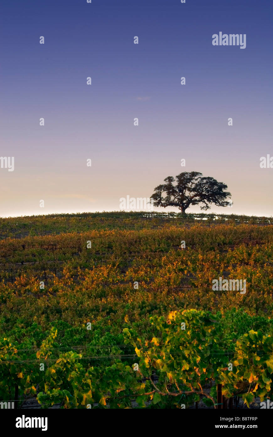 Un lone Oak tree se trouve un haut d'une colline dans un vignoble en Californie près de coucher du soleil. Banque D'Images