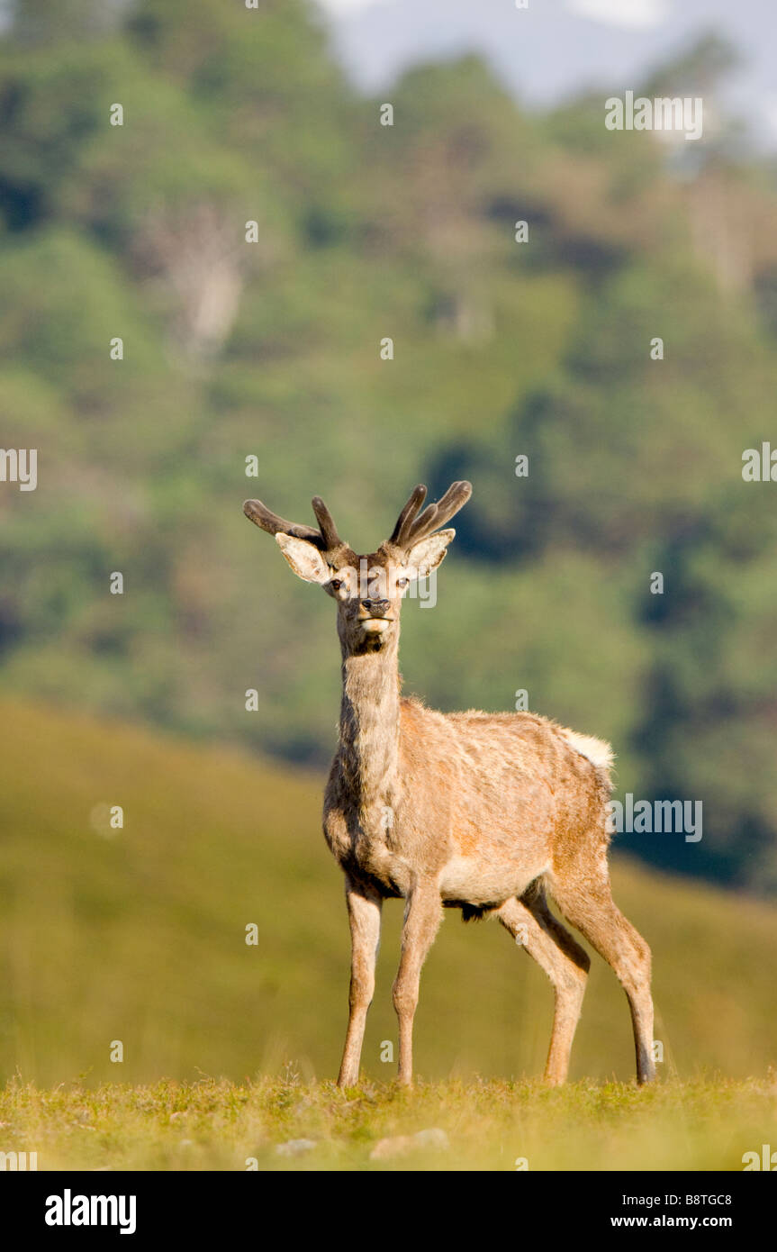 Red Deer (Cervus elaphus, un cerf ou un homme au début de l'été, avec bois de velours, dans les Cairngorms, en Écosse. Banque D'Images