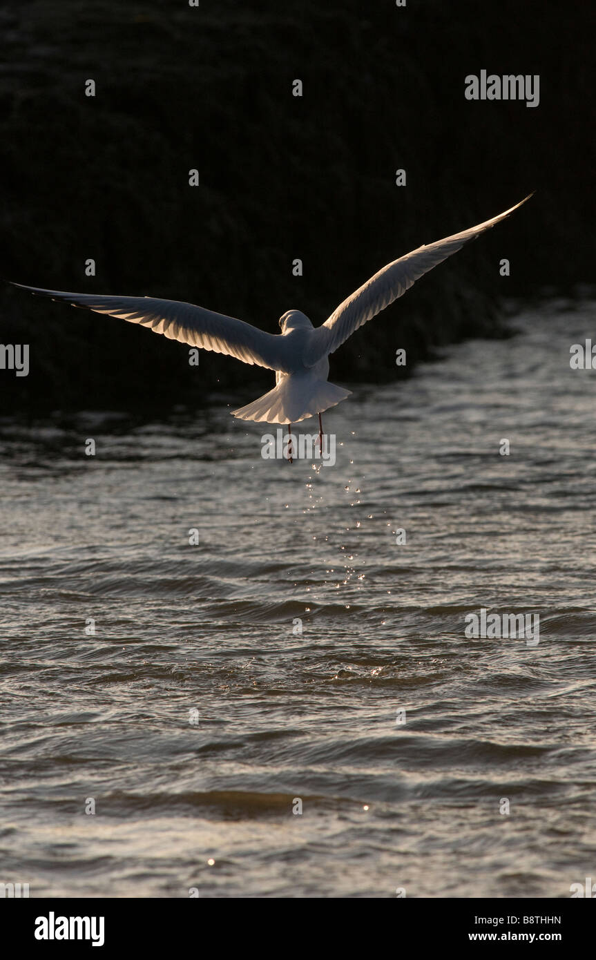 Mouette à tête noire s'envolent Banque D'Images