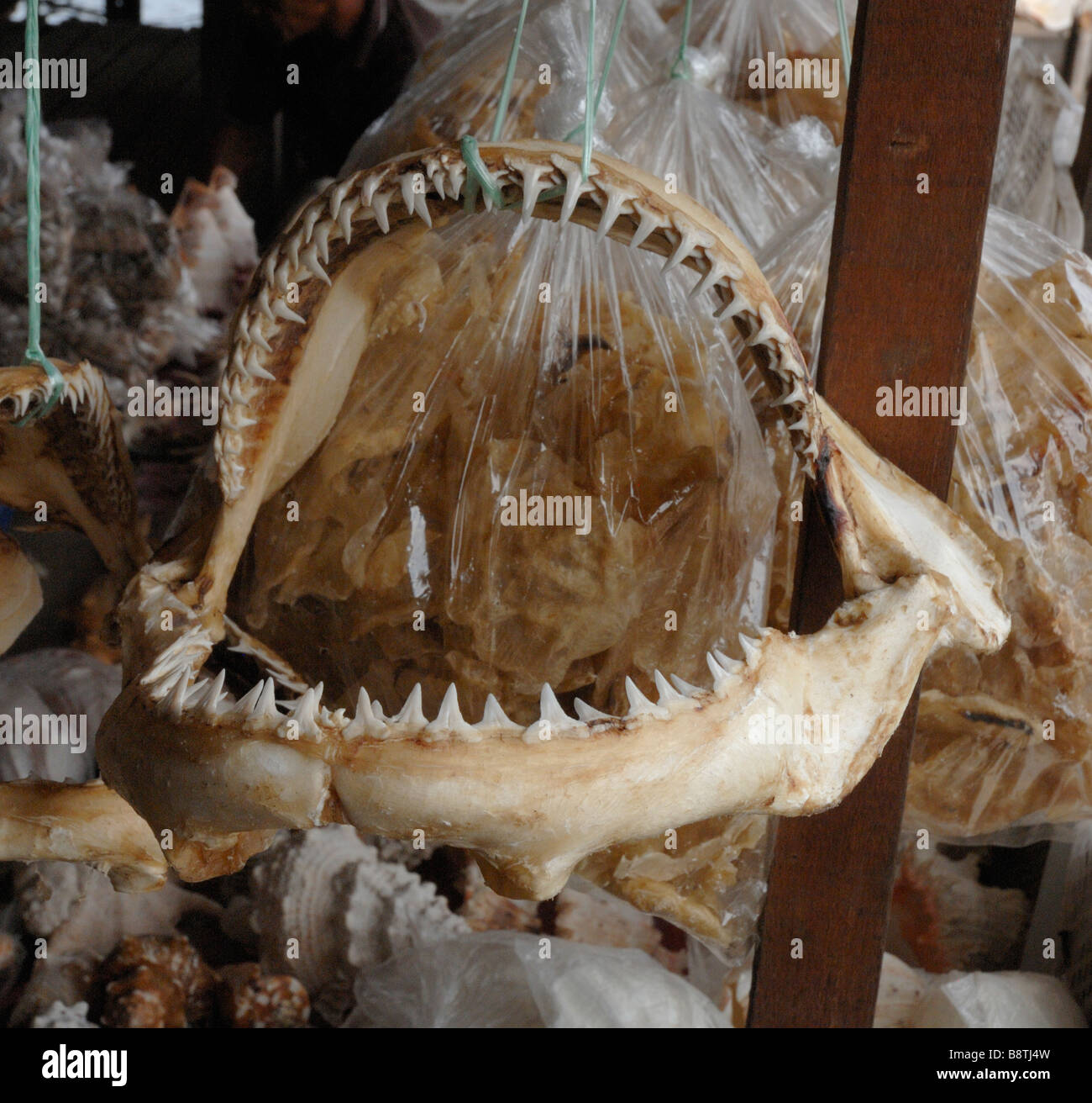 Mâchoires de requin séchées à vendre à Sabah Malaisie Bornéo Semporna marché sud-est asiatique Banque D'Images