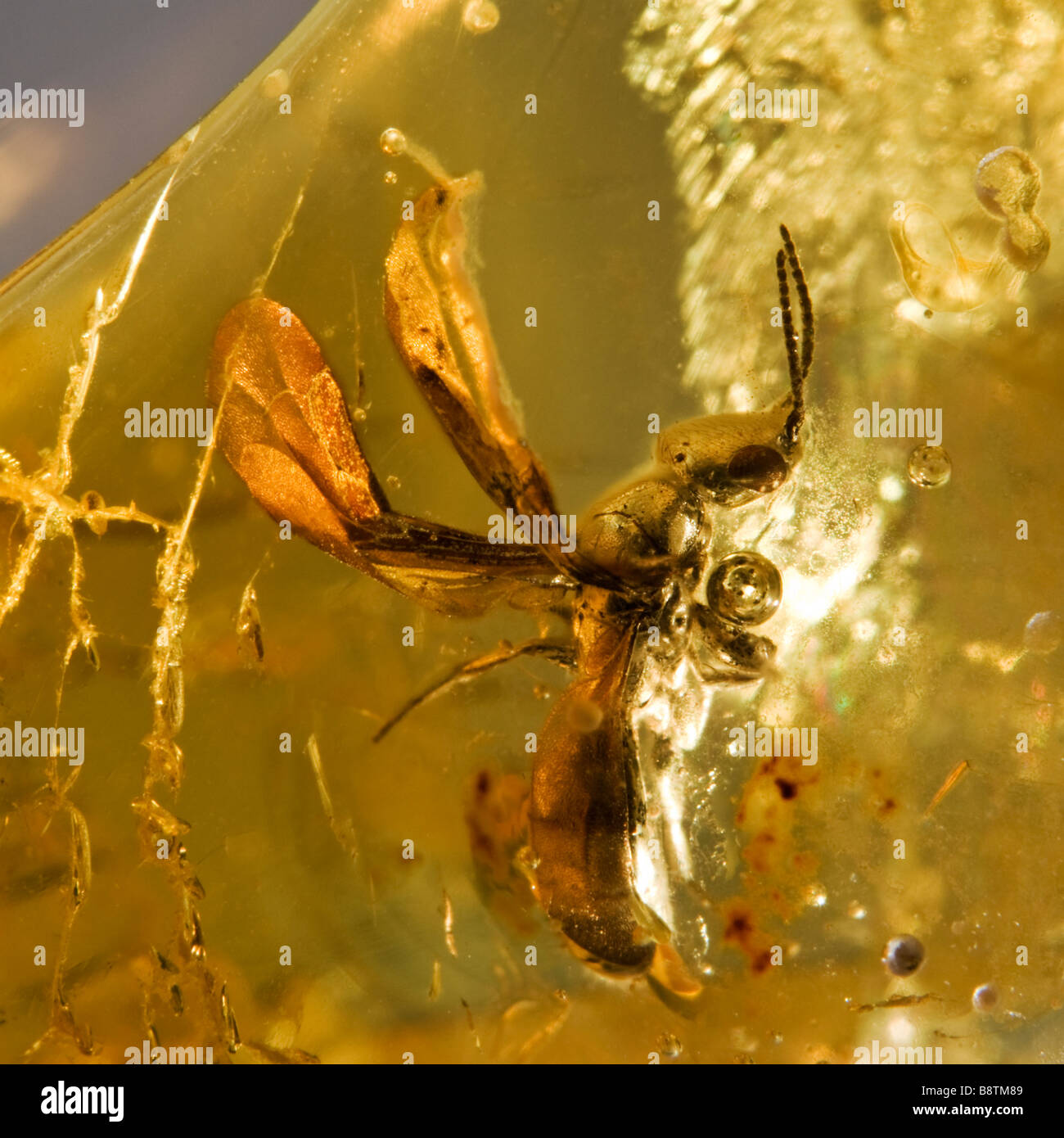Ant à ailes préhistoriques conservés dans l'ambre lituanien Baltique Banque D'Images