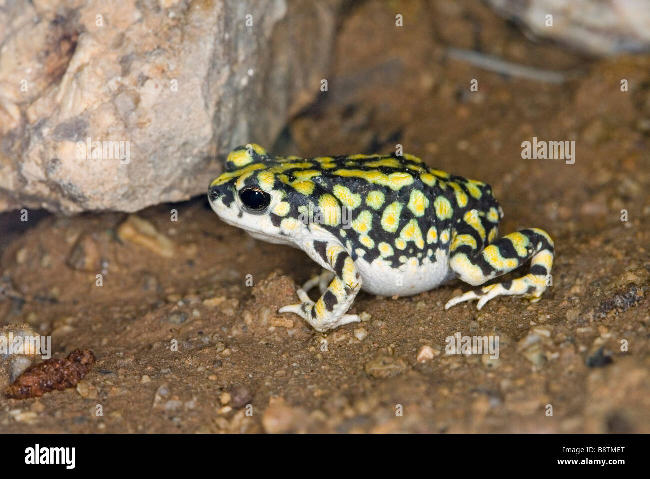 Crapaud vert Sonora Banque D'Images