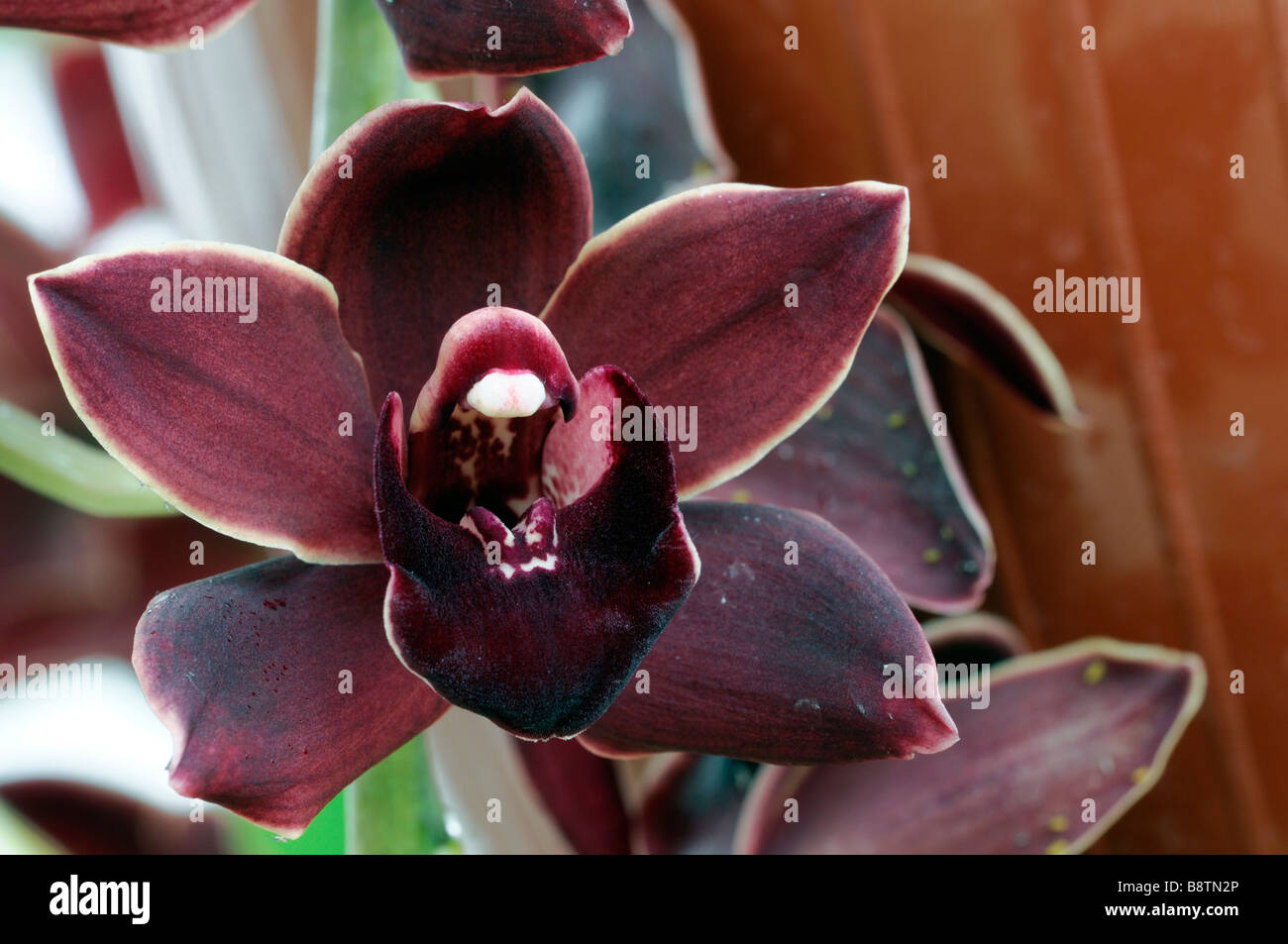 Hybride Cymbidium Orchidée pourpre teinte La teinte rose floral fleur fleurs asiatiques exotiques fleurs de longue période d'une durée Banque D'Images Hybride Cymbidium Orchidée pourpre teinte La teinte rose floral fleur fleurs asiatiques exotiques fleurs de longue période d'une durée Banque D'Images