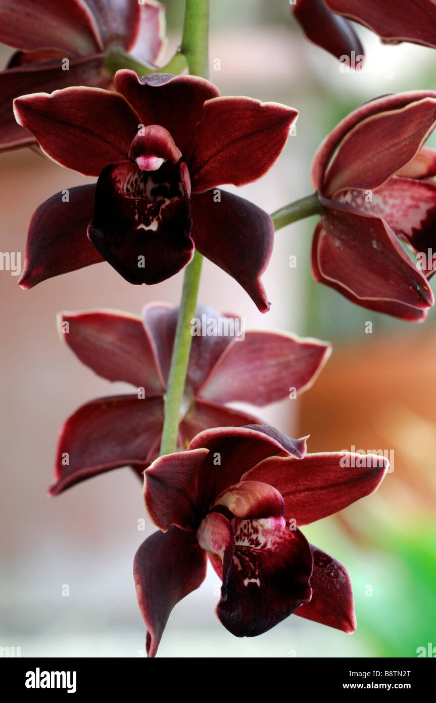 Hybride Cymbidium Orchidée pourpre teinte La teinte rose floral fleur fleurs asiatiques exotiques fleurs de longue période d'une durée Banque D'Images Hybride Cymbidium Orchidée pourpre teinte La teinte rose floral fleur fleurs asiatiques exotiques fleurs de longue période d'une durée Banque D'Images