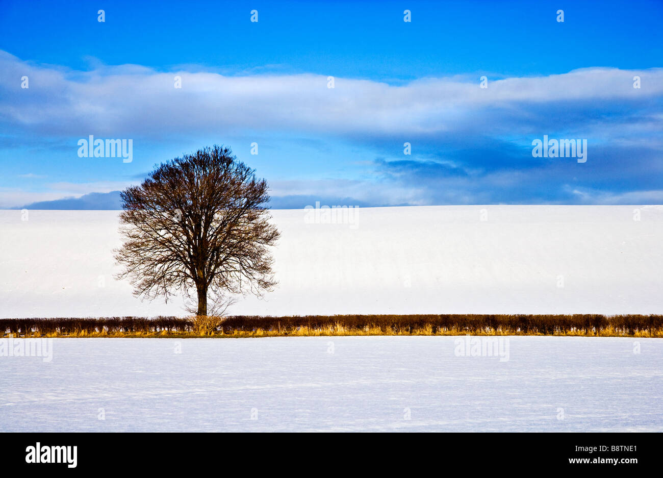 Un hiver neigeux ensoleillé vue paysage minimaliste abstrait ou sur la scène des bas dans le Wiltshire England UK Banque D'Images
