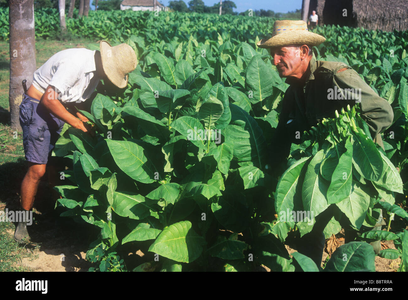 Les agriculteurs cubains la récolte des feuilles de tabac près de Pinar del Rio Banque D'Images