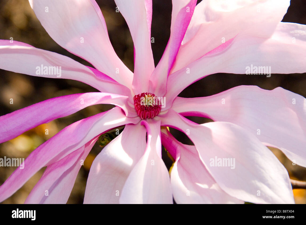 Fleur de magnolia rose close up Banque D'Images