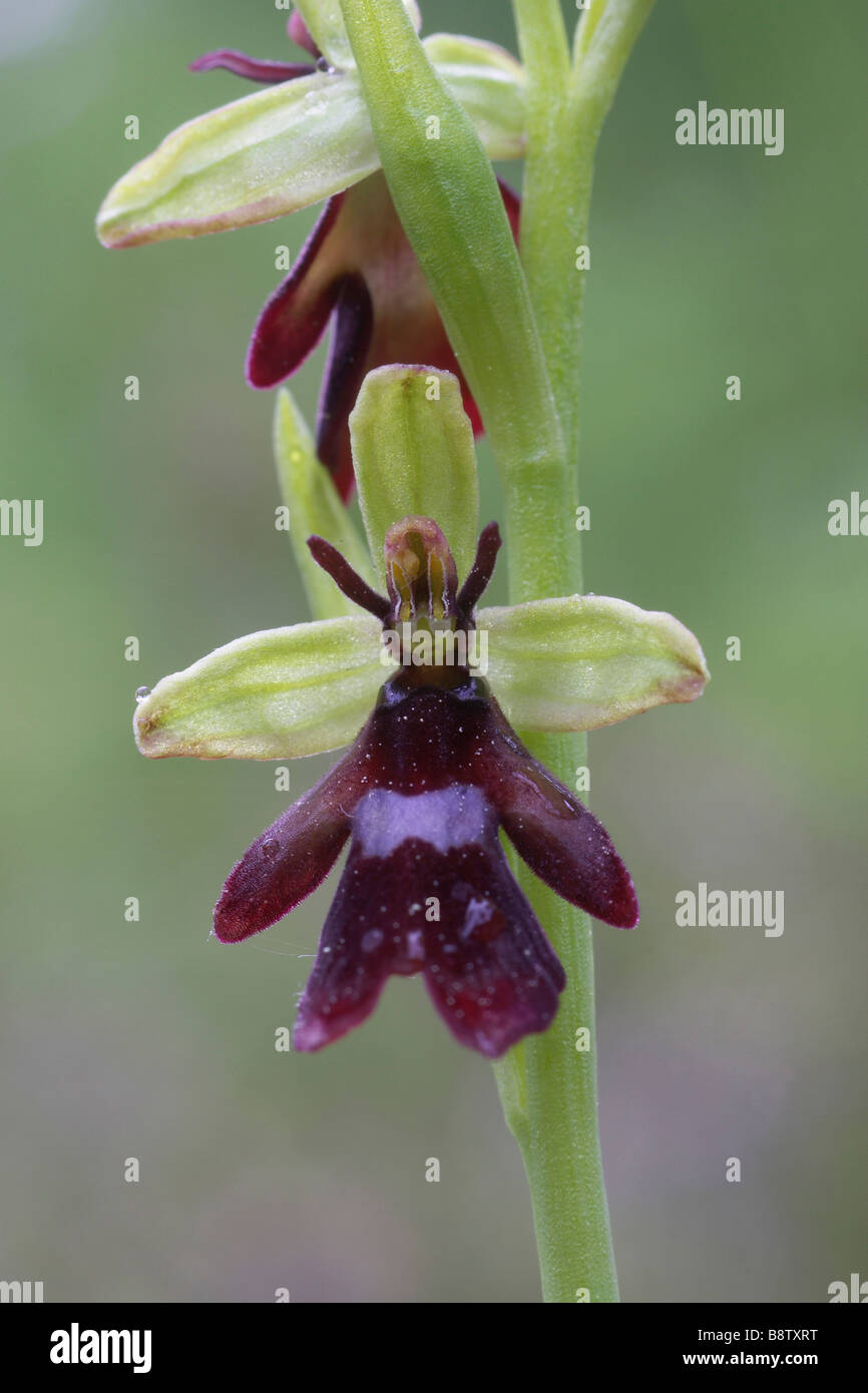 Ophrys insectifera Fly Orchid close up de fleur Banque D'Images