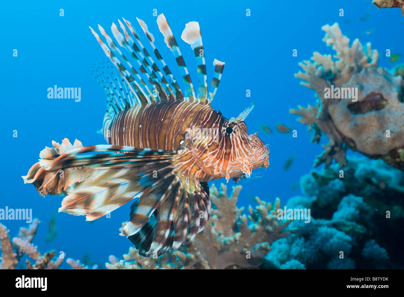 Rascasse volante Pterois volitans Daedalus Reef Egypte Mer Rouge Banque D'Images